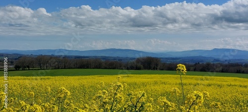 Campos de colza en Paradela, Galicia photo