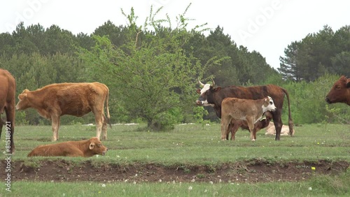 Cows graze on a field with green grass