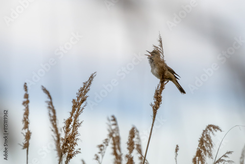 Drosselrohrsänger (Acrocephalus arundinaceus) sitzt im Schilf am Neusiedler See  photo