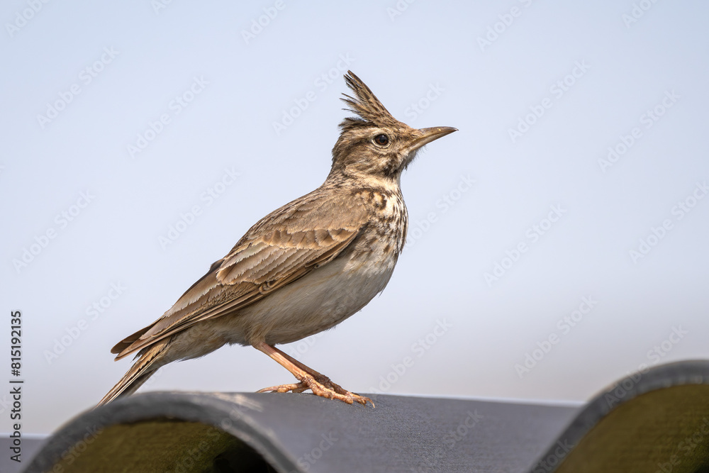 Fototapeta premium Haubenlerche / Lerche / Vogel