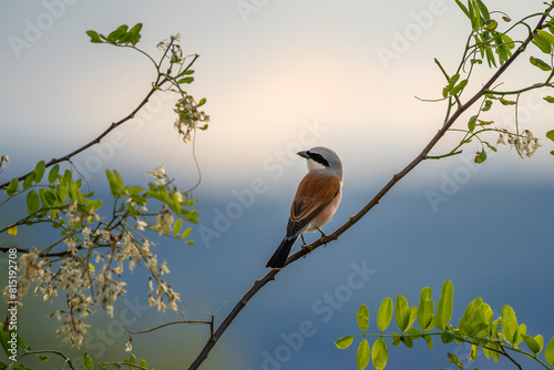 Neuntöter oder Würger am Neusiedler See (Lanius collurio) photo