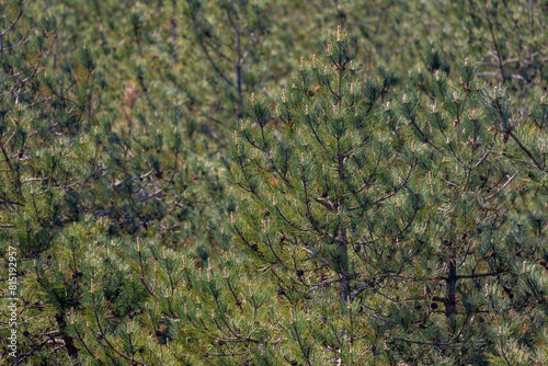 Selective focus of green, tiny and needle-like foliage leaves, A pine is any conifer in the genus Pinus of the family Pinaceae, Pinus is the sole genus in the subfamily Pinoideae, Nature background. photo