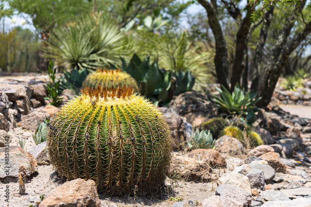Desert cactus. Species in danger of extinction, known in Mexico as Biznaga. Desert cactus. Species in danger of extinction, known in Mexico as Biznaga.