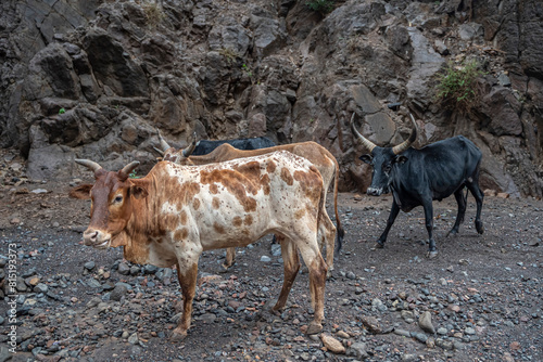 African cows or cattle with long horns in Djibouti.