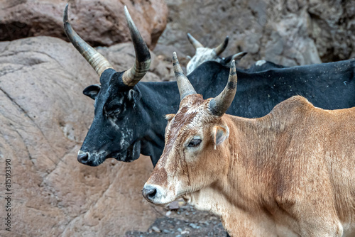 African cows or cattle with long horns in Djibouti.