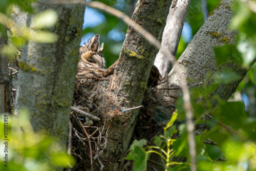 Uhu sitzt in seinem Nest / Vogel © Harald Schindler