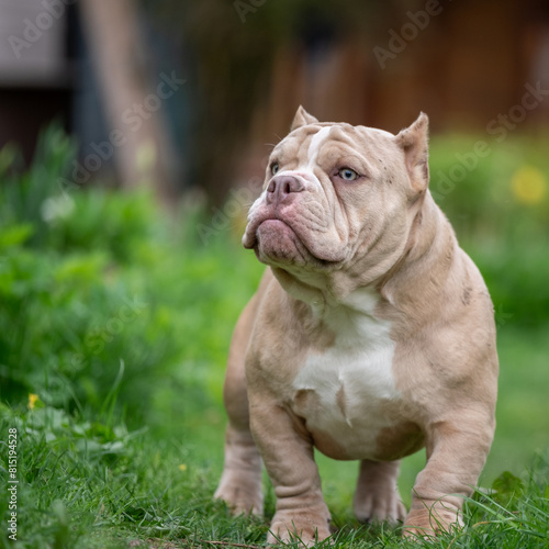 An American Bully dog stands among the green grass. A powerful, beautiful specimen of the breed.