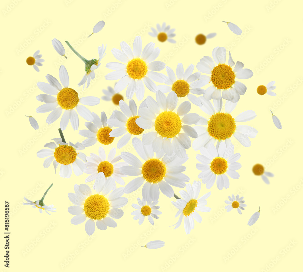 Many chamomile flowers in air on light yellow background Many chamomile flowers in air on light yellow background