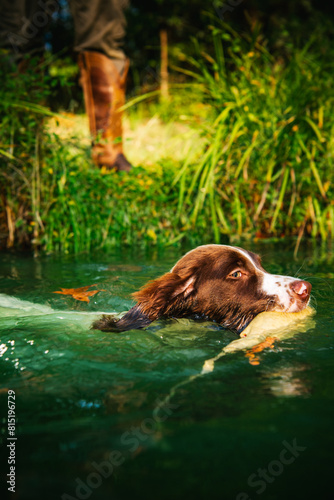 A 12 week old English Spaniel ventures swims in a pond carrying a decoy pond while his trainer watches from shore photo