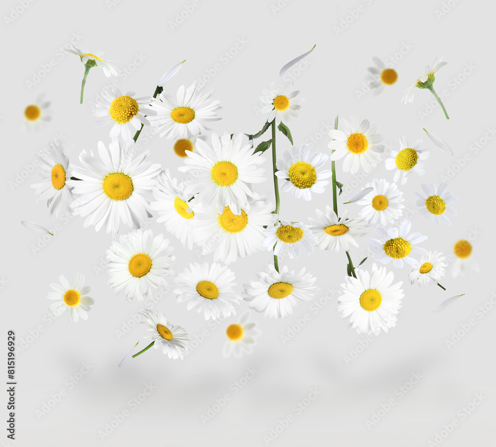 Obraz premium Many chamomile flowers in air on light grey background