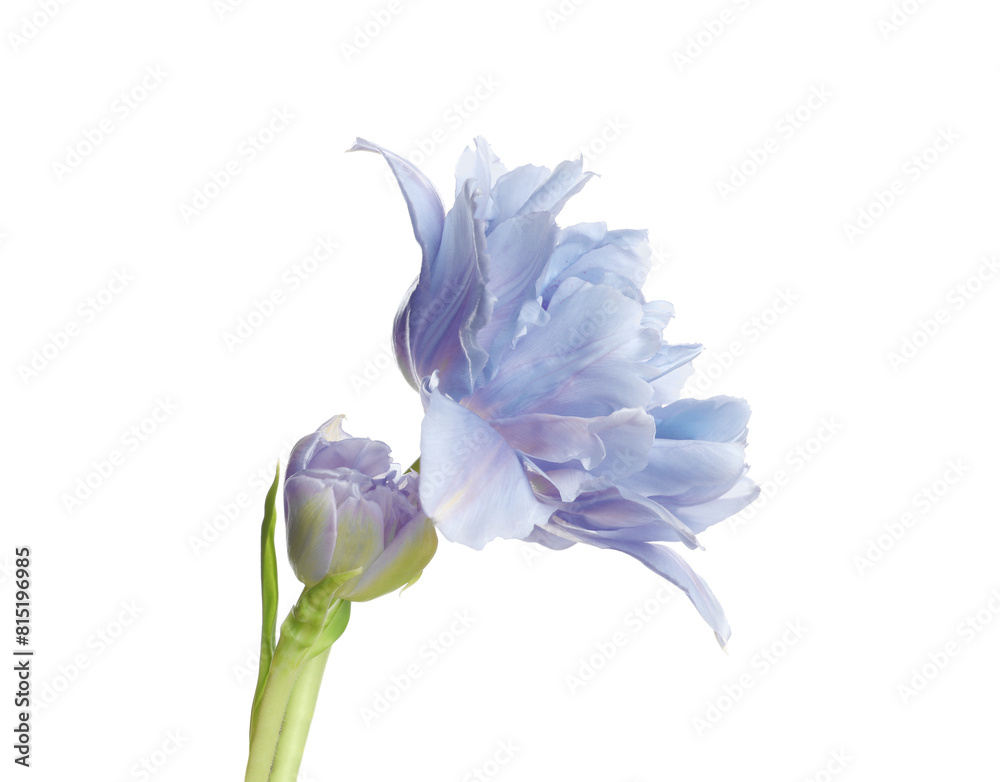 Beautiful blue tulip isolated on white. Bright flower Beautiful blue tulip isolated on white. Bright flower