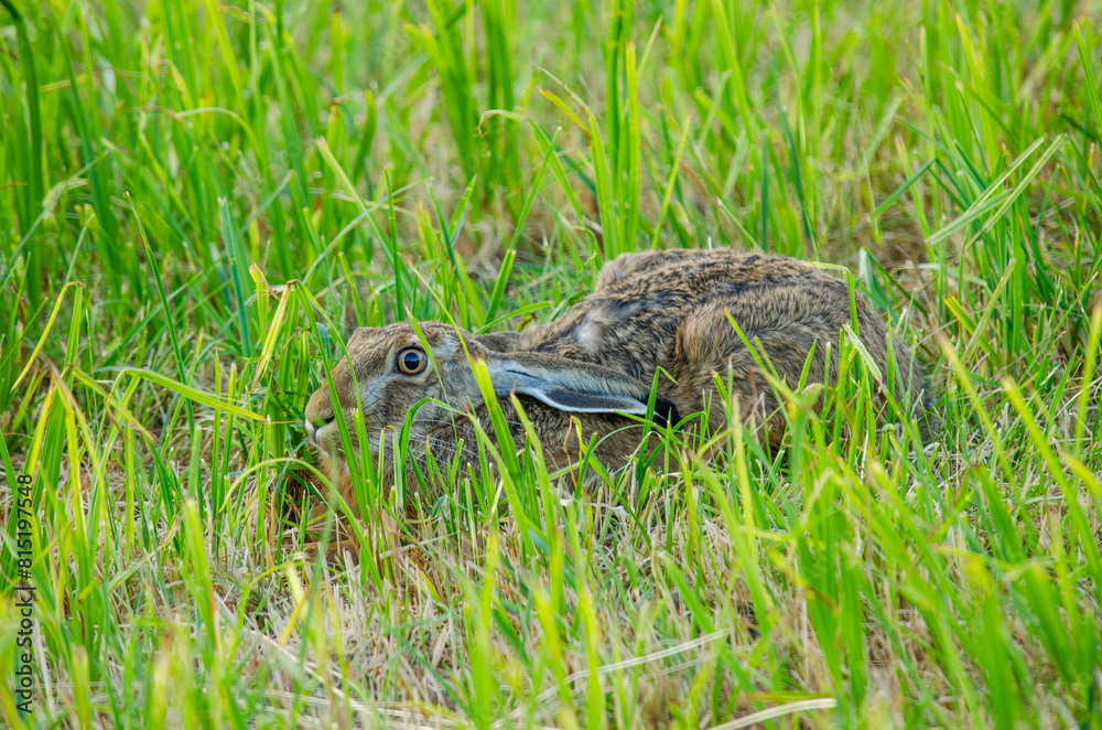 Fototapeta premium European hare (Lepus europaeus, aka brown hare) partially hiding in the grass, in a 