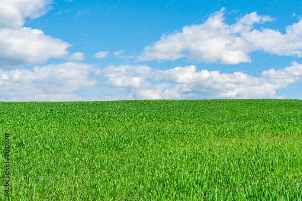 A field with green grass, agricultural shoots, illuminated by the sun against a background of blue sky with clouds. Nature abstract background