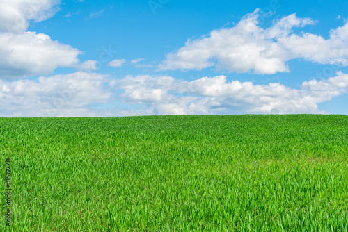 A field with green grass  agricultural shoots  illuminated by the sun against a background of blue sky with clouds. Nature abstract background