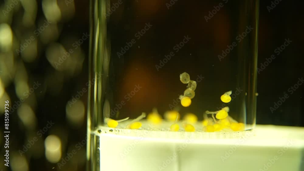Aufzucht Fisch Fischlarve Makro Fischeier Entwicklung