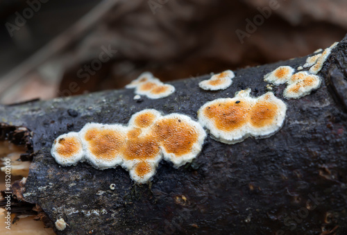 Wild mushrooms growing in the forest - Basidioradulum radula