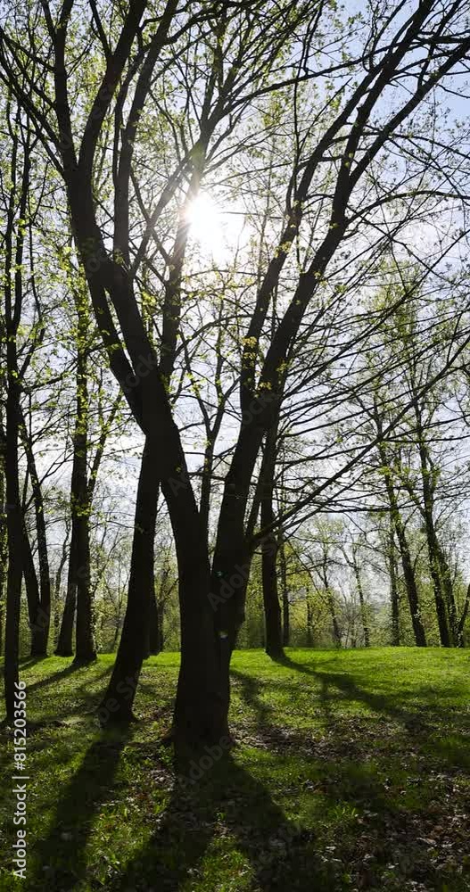 new foliage on maple trees in spring, beautiful new maple foliage in sunny weather