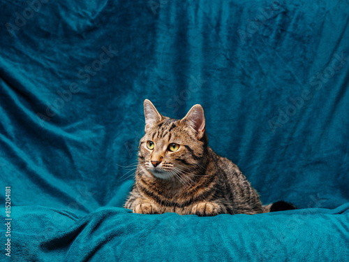 Studio portrait of brown yellow tabby cat on a blue velvet surface. Cute home pet.