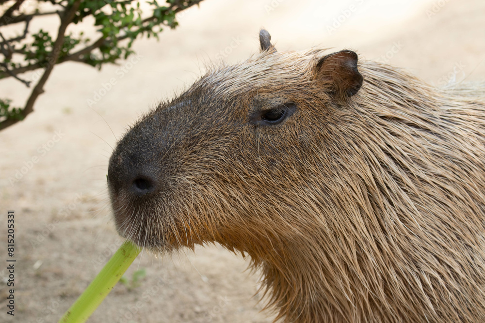 Close up Cute Capybara in the yard Close up Cute Capybara in the yard