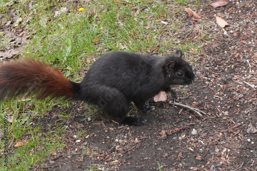 squirrel in the park