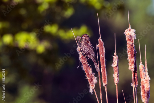 Female red winged blackbird on cattail reed with next building material in her beak.