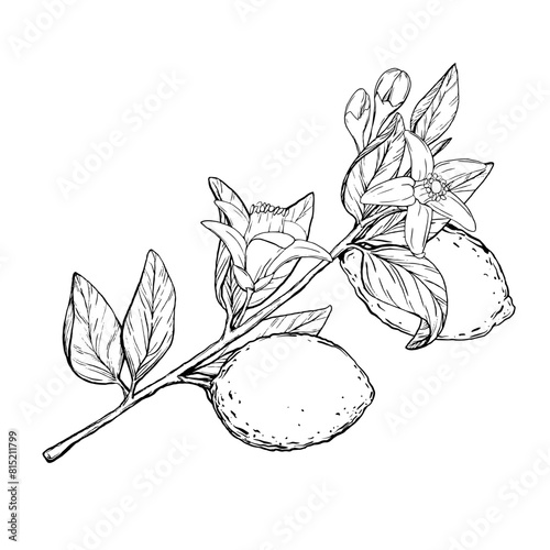 Lemon tree branch with flowers in line art style, sketch. Hand drawn botanical illustration chalkboard style. Black outline vector of citrus fruits. Clipart objects for design