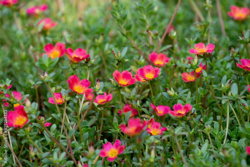 Common Purslane or Verdolaga or Pigweed or Little Hogweed or Pusley flower in the garden Common Purslane or Verdolaga or Pigweed or Little Hogweed or Pusley flower in the garden