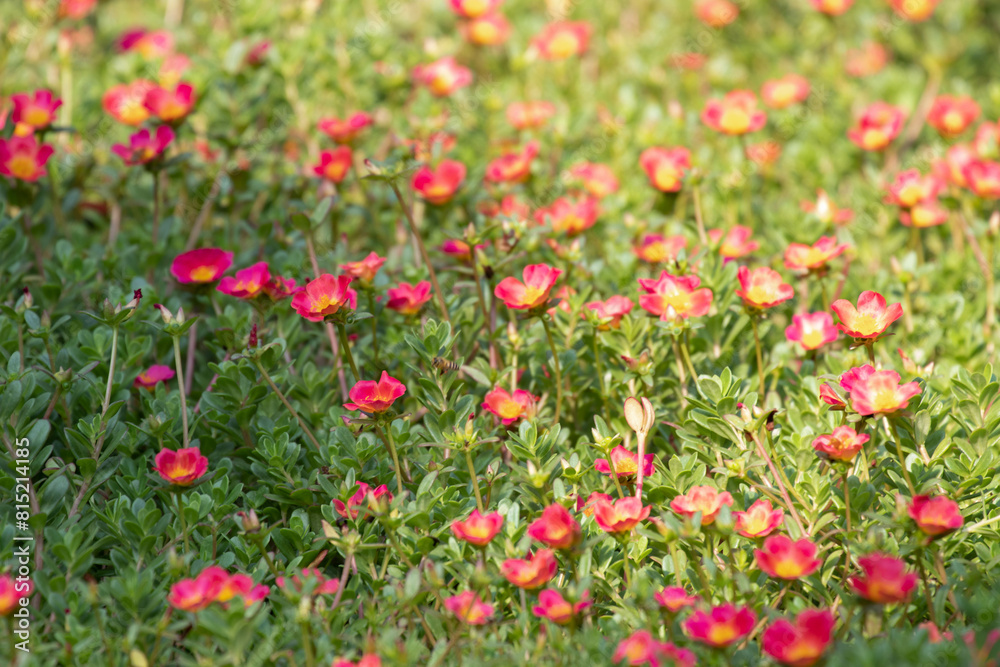Common Purslane or Verdolaga or Pigweed or Little Hogweed or Pusley flower in the garden Common Purslane or Verdolaga or Pigweed or Little Hogweed or Pusley flower in the garden