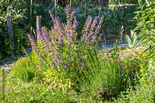 Au potager - Bordure de plantes médicinales et condimentaires (thym, sariette, estragon, sauge, mélisse, lavande)  dans un jardin