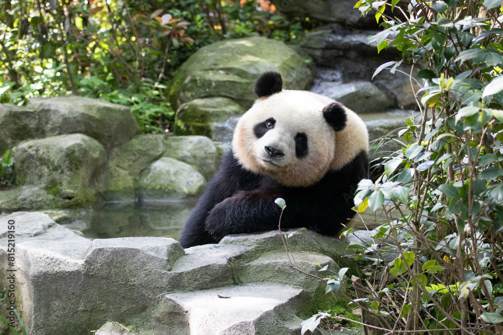 Fototapeta premium A Female Panda, Mei Lan aka Rou Rou, Panda Valley , Dujiangyan, China