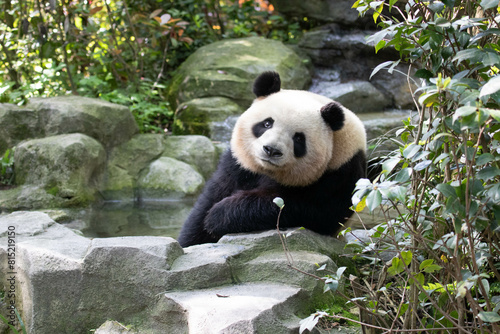 A Female Panda, Mei Lan aka Rou Rou, Panda Valley , Dujiangyan, China photo