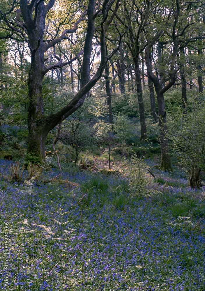 Spring Bluebells in an ancient woodland in England UK Spring Bluebells in an ancient woodland in England UK