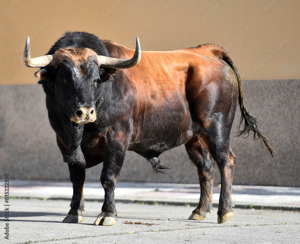 big bull with big horns in a traditional spectacle of bullfight in spain big bull with big horns in a traditional spectacle of bullfight in spain