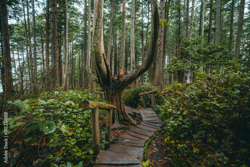 This wooden footpath winds through the forest toward the coastline at Cape Flattery in the state of Washington. Cape Flattery is the most northwestern point in the contiguous United States. photo