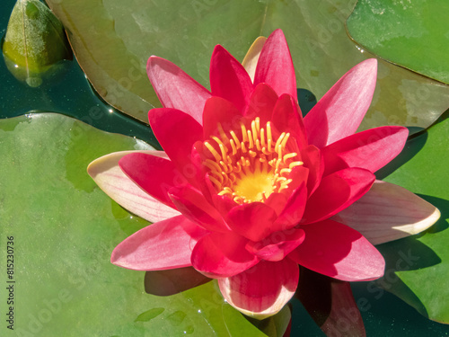 Εκτύπωση καμβά Nymphaea or red water lily flower.