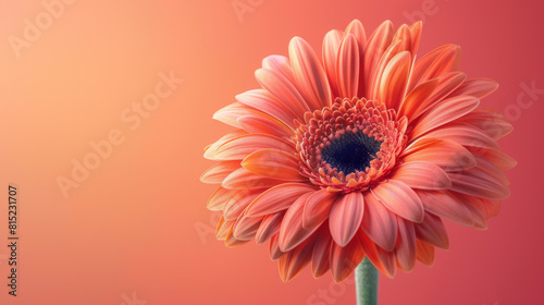 Close-up of a bright orange Gerbera daisy against a soft red backdrop  highlighting the flower s intricate details.