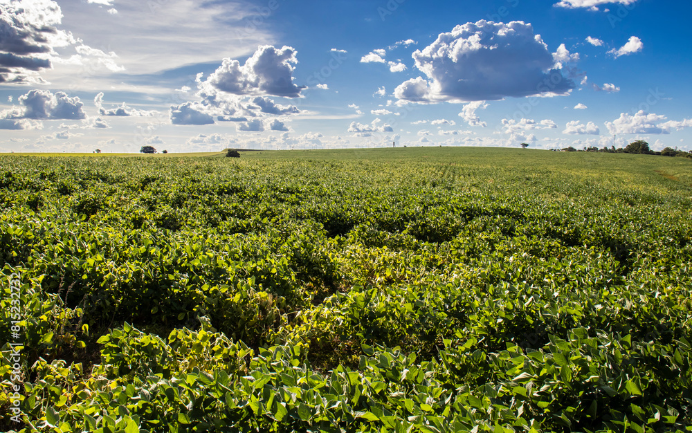 Rural landscape with fresh green soy field. Soybean field, in Brazil. Rural landscape with fresh green soy field. Soybean field, in Brazil.
