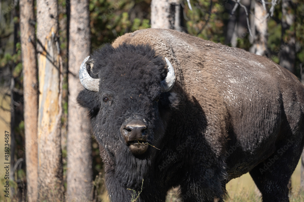 Close-up American Bison in Yellowstone National Park Close-up American Bison in Yellowstone National Park