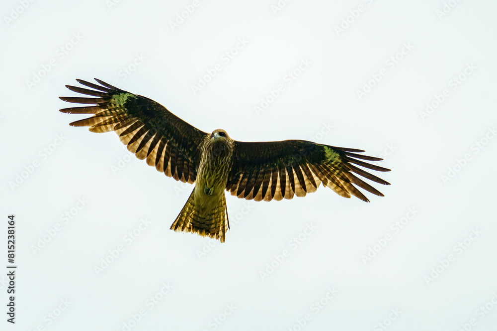 Naklejka premium 獲物を探しながら空を飛ぶトビ