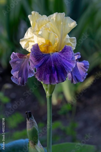 Blue and yellow Iris blossom  in a garden in Salem, Oregon