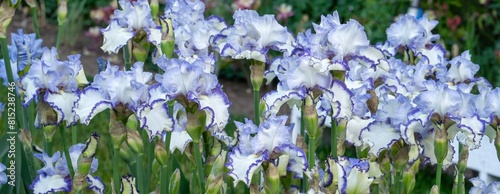 Blue Iris blossoms  in a garden in Salem, Oregon