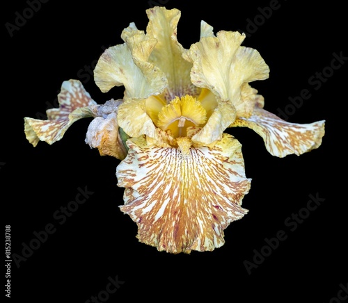 Yellow Iris blossom  in a garden in Salem, Oregon