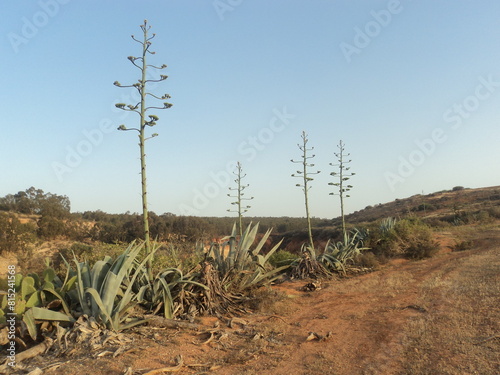 Oujda, Saidia, Berkane, Nador photo