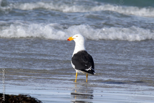 Pacific gull bird standing on a sandy beach with the ocean in the background