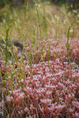 Blurred floral pattern of Sedum anglicum with selective focus and green branches with bokeh background photo