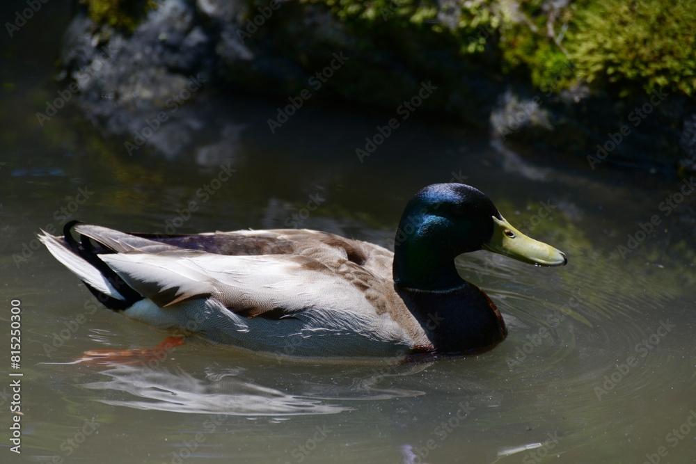マガモの雄 マガモの雄