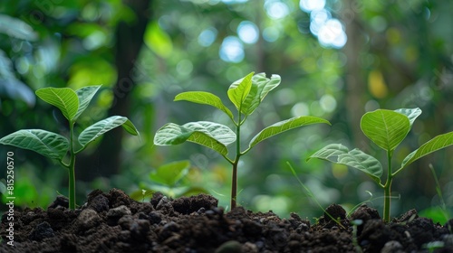 Jackfruit seedlings are thriving in the rich soil against a lush green bokeh backdrop embodying the essence of natural and business growth afforestation and World Environment Day