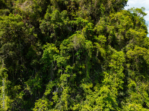 Aerial view Drone camera rainforest trees ecology with healthy environment concept and summer background