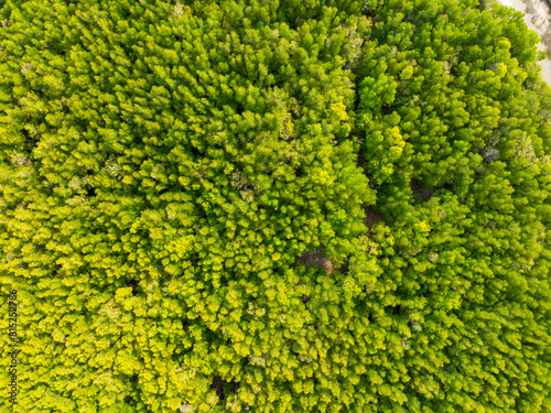 Amazing abundant mangrove forest, Aerial view of forest trees Rainforest ecosystem and healthy environment background, Texture of green trees forest top down, High angle view