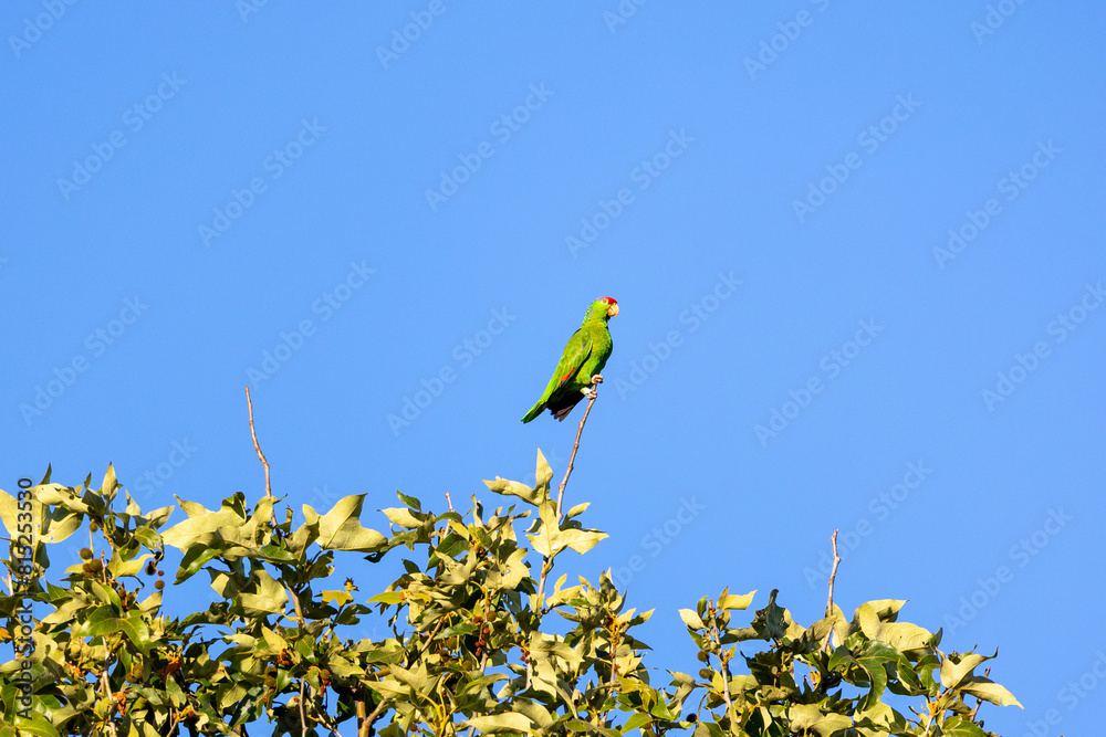 Naklejka premium Green parrot in a tree in Los Angeles